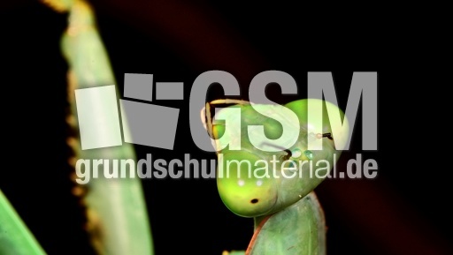 Gottesanbeterin (19).jpg